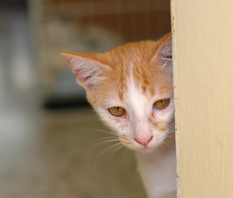 Shy cat Shy cat